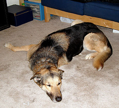 Power Nap (photo by midiman)