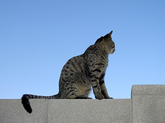 Other side of the wall - photo by cobalt123