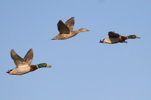 Flight (photo by Mike Baird, bairdphotos.com