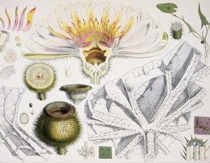 photo by MuseumWales