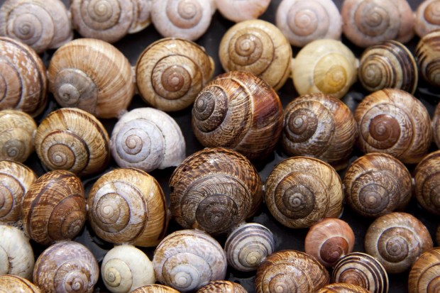 Individual and Diverse - Snail Shells
