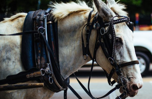 Blinkered to the 'field of the possibles' can limit capability.